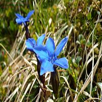 ciucas gentiana