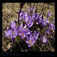 ciucas gentiana