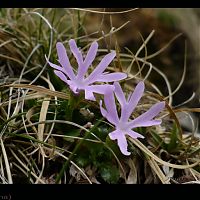 ciucas ochiul gainii